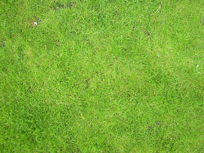 Image grass5.jpg
