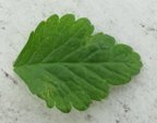 Leaf7 thumb