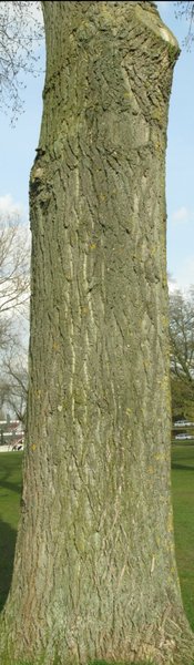Image tree2.jpg